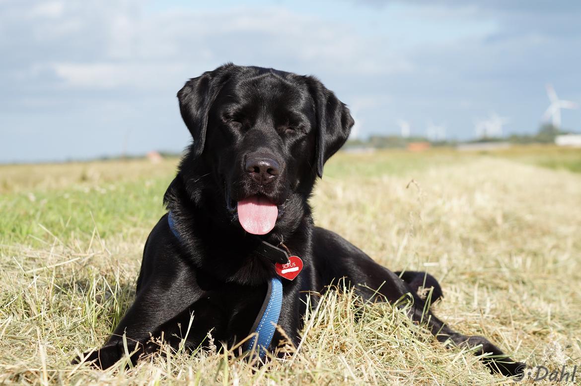 Labrador retriever Sofus billede 27