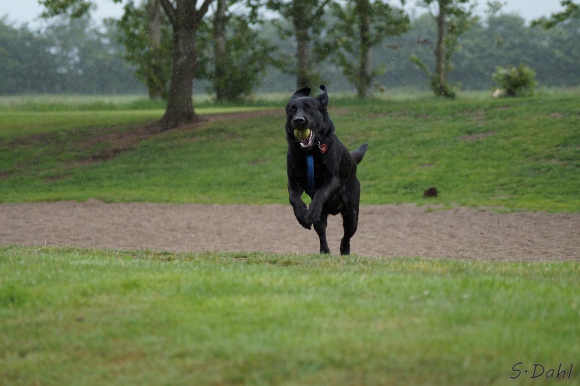 Labrador retriever Sofus billede 40