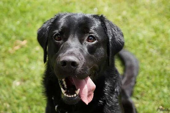 Labrador retriever Sofus billede 31