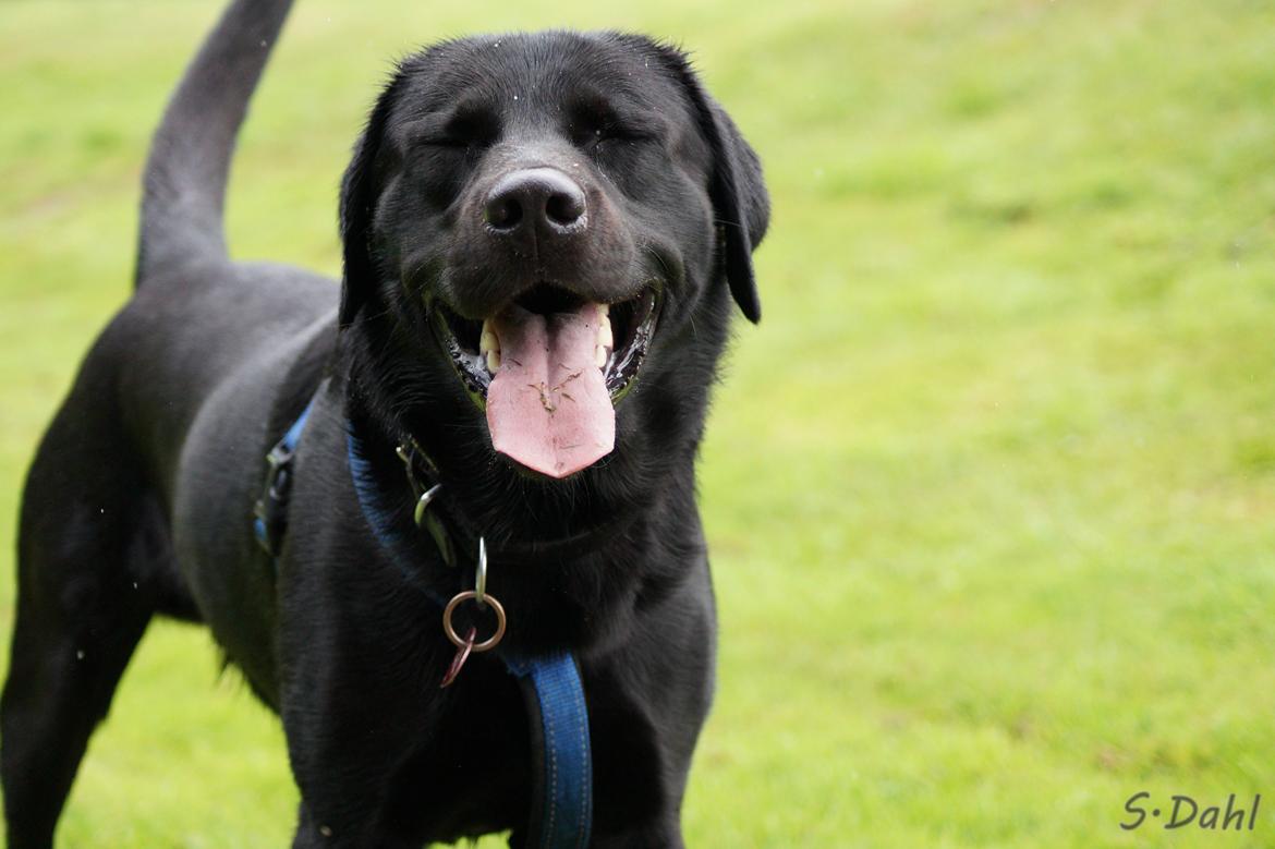 Labrador retriever Sofus billede 41