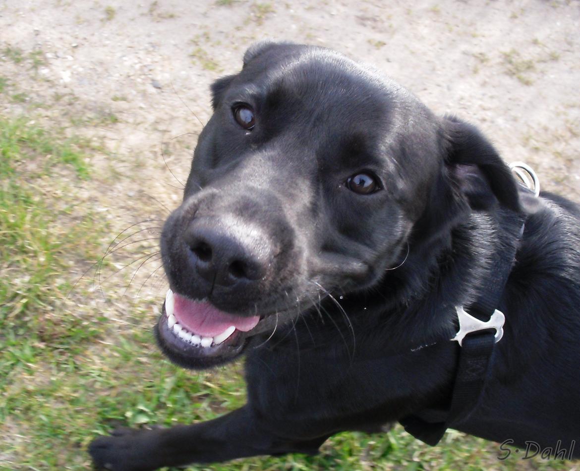 Labrador retriever Sofus billede 43