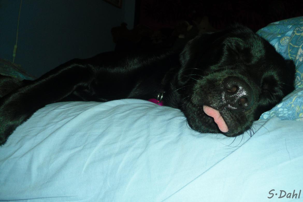 Labrador retriever Sofus - Sover med tunge ude <3 billede 44