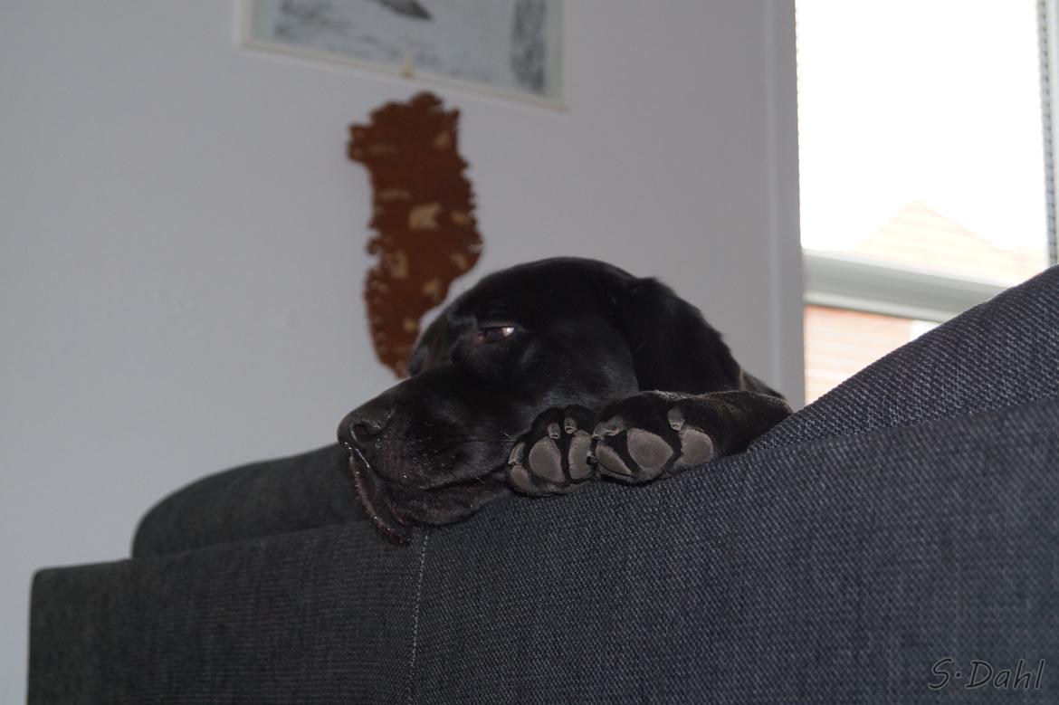 Labrador retriever Sofus billede 42