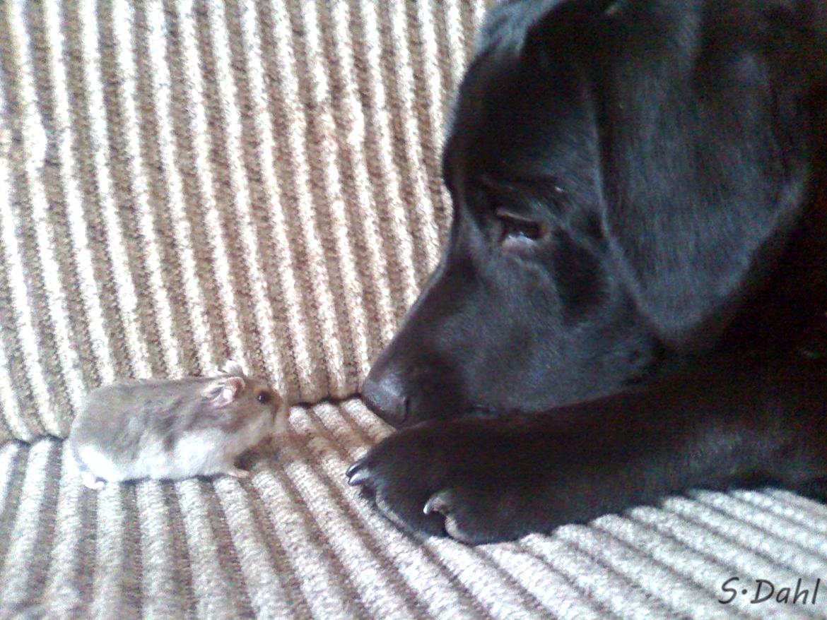 Labrador retriever Sofus - Min gamle hamster og Sofus hilser på hinanden med forsigtighed :) billede 2