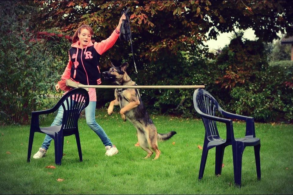 Schæferhund Casey - yay hopper højt  billede 15