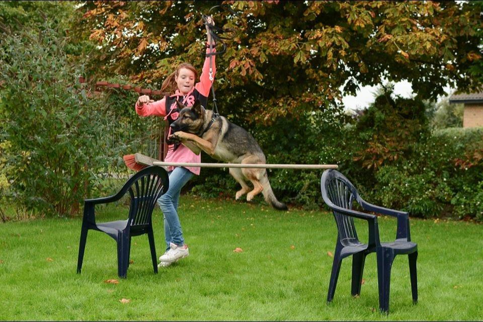 Schæferhund Casey - Jeg kommer over (tror jeg)  billede 16