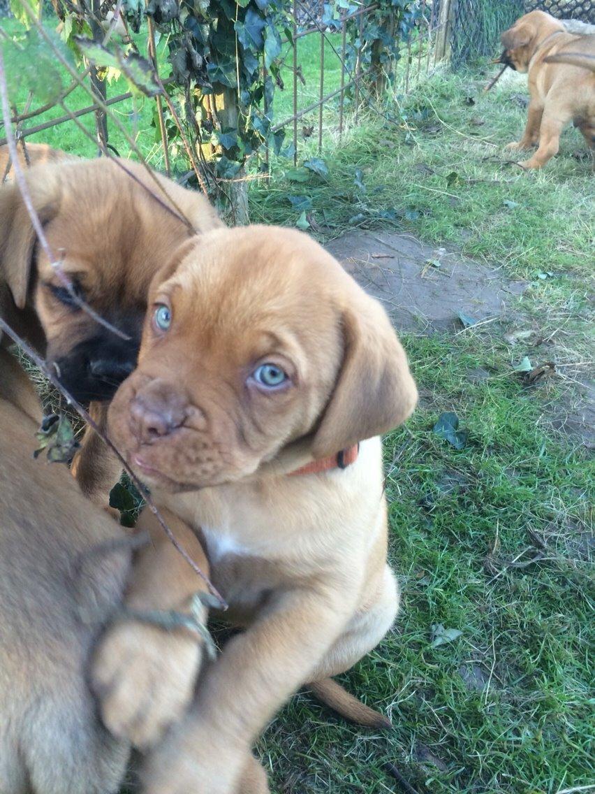 Blanding af racer Rottweiler/Cane Corso/Dogue de Brodeaux - Gabi - Gabi 7 uger billede 6