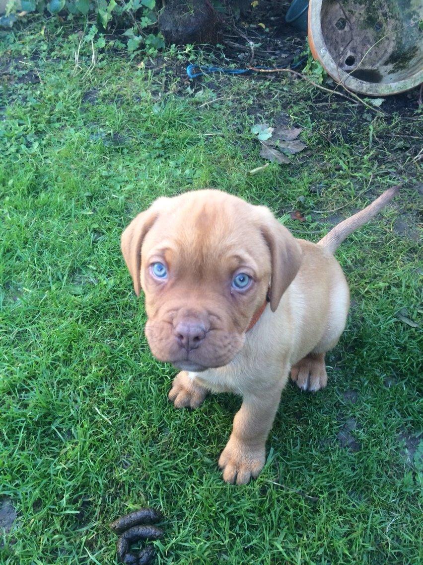 Blanding af racer Rottweiler/Cane Corso/Dogue de Brodeaux - Gabi - Gabi 7 uger billede 2