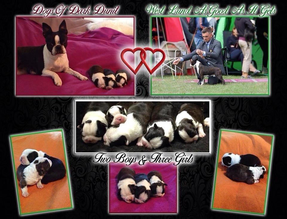 Boston terrier Multi-CH Westlund As Good As It Gets aka Pepsi billede 48