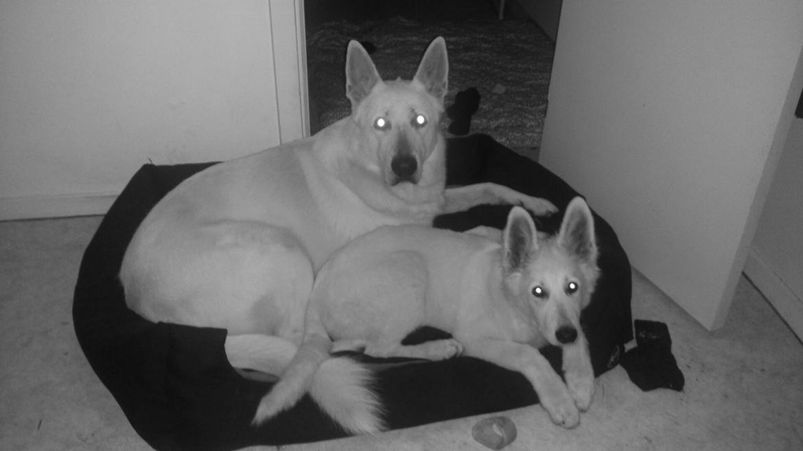 Hvid schæfer Balou billede 16