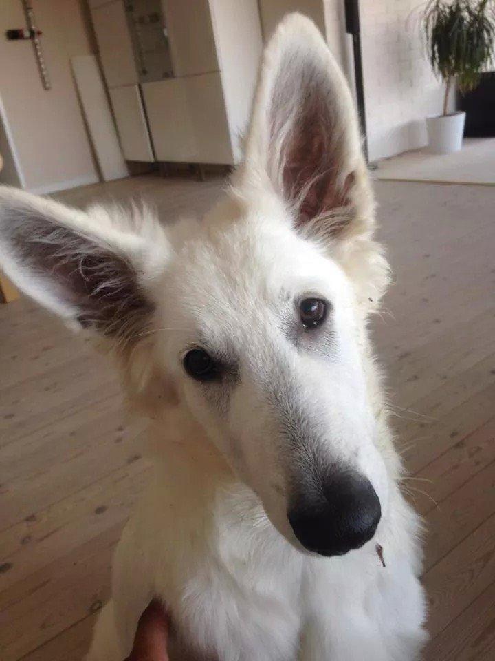 Hvid schæfer Balou billede 19