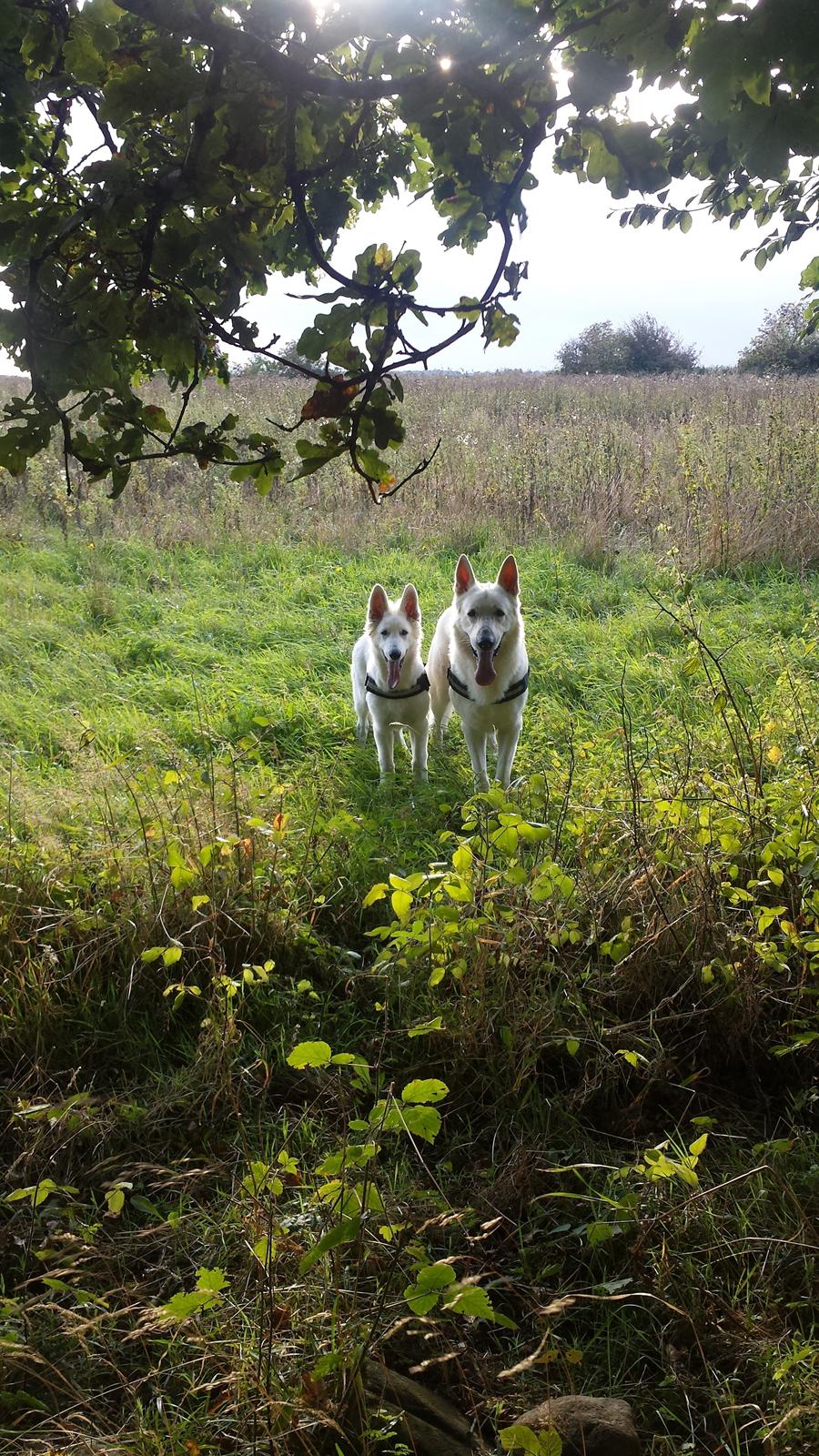Hvid schæfer Balou billede 17