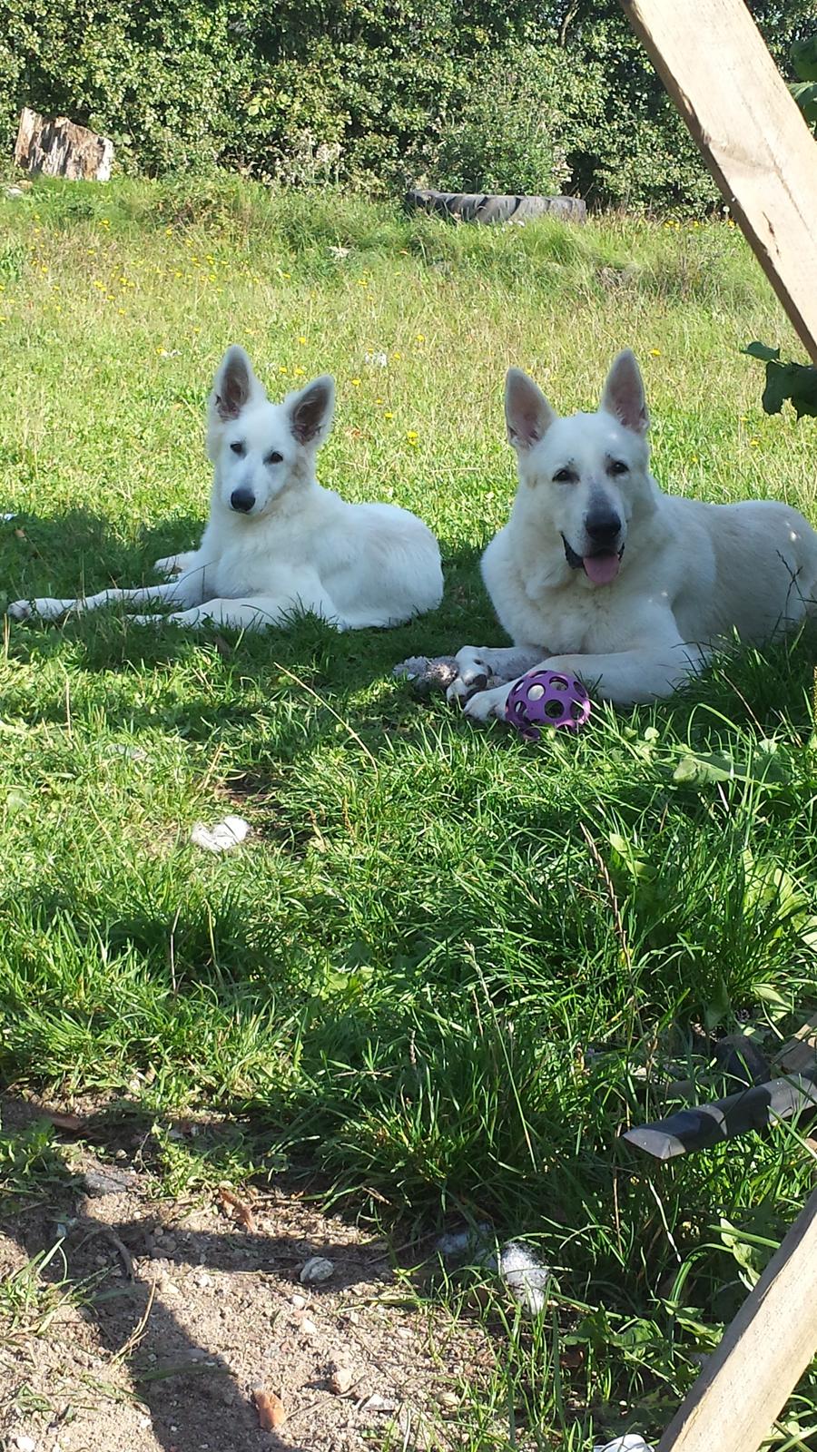 Hvid schæfer Balou billede 21