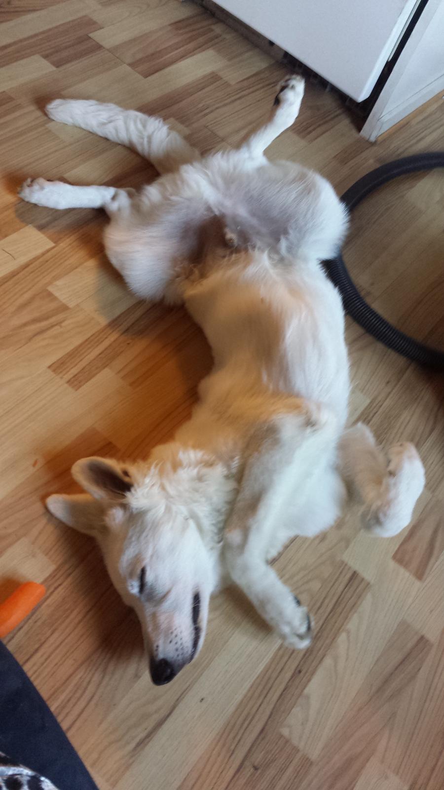 Hvid schæfer Balou billede 22