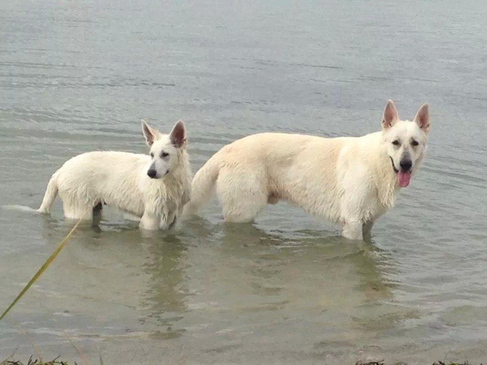 Hvid schæfer Balou billede 20