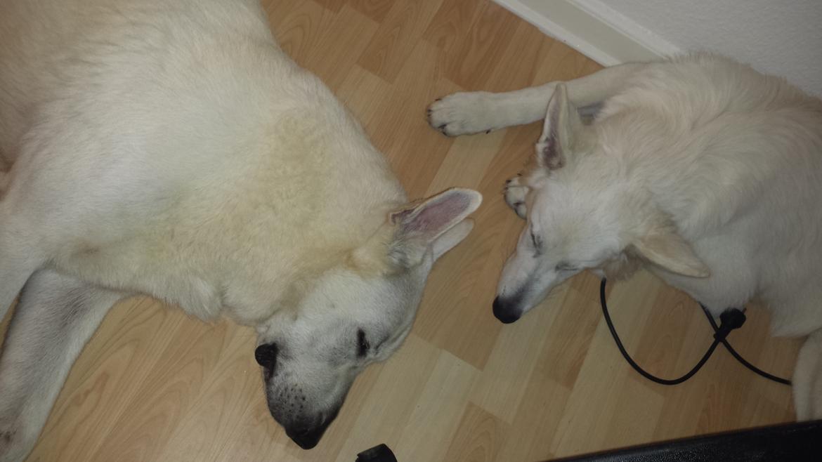 Hvid schæfer Balou billede 23