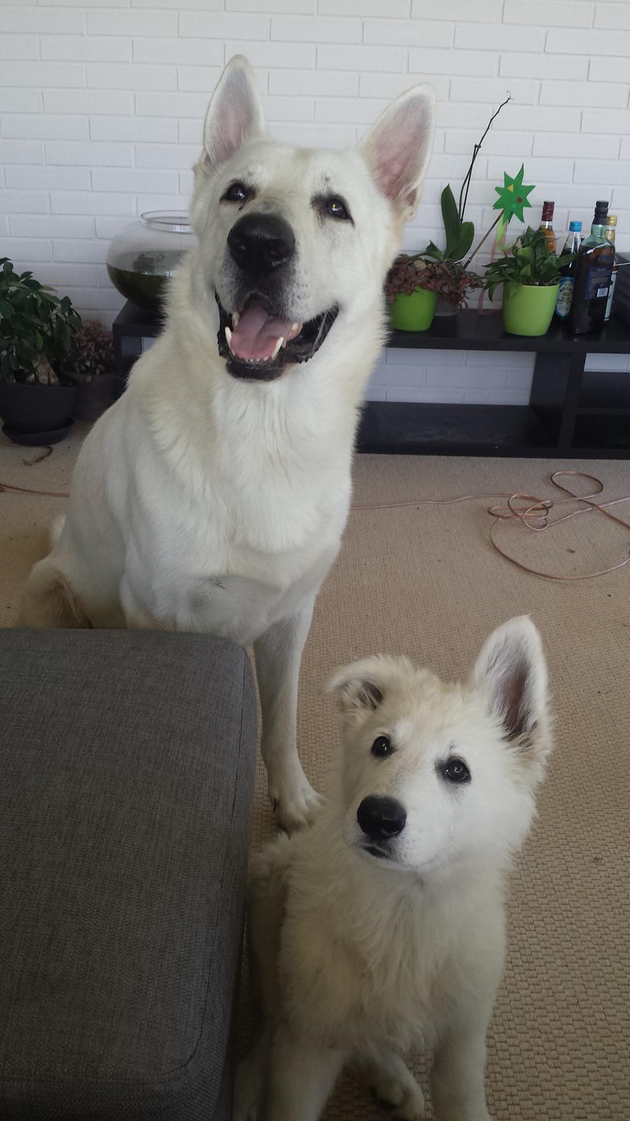 Hvid schæfer Balou billede 24