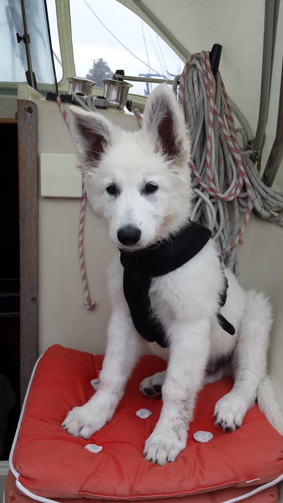 Hvid schæfer Balou billede 1