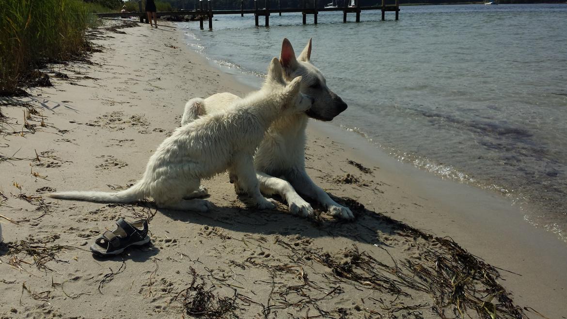 Hvid schæfer Balou billede 25