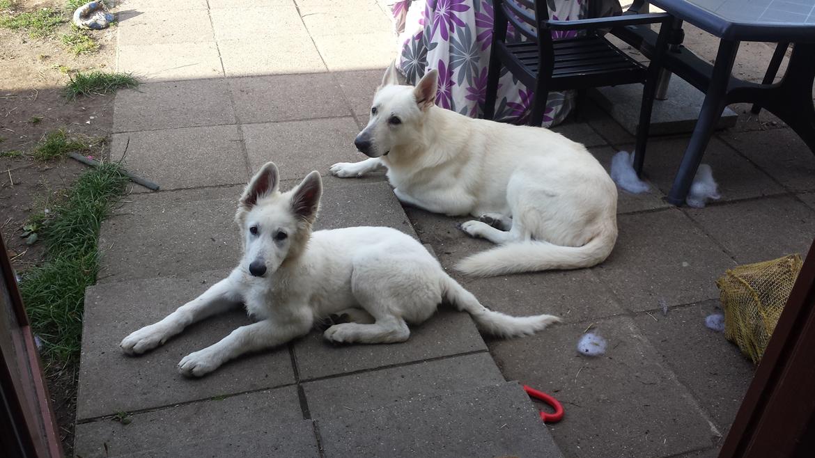 Hvid schæfer Balou billede 26