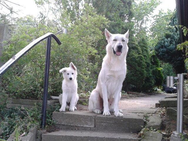 Hvid schæfer Balou billede 3