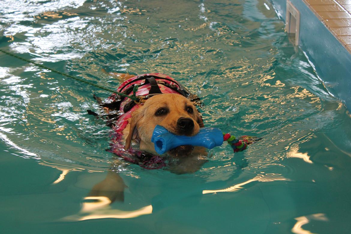 Labrador retriever Cocio - Halfdan's blue mama vodka billede 10