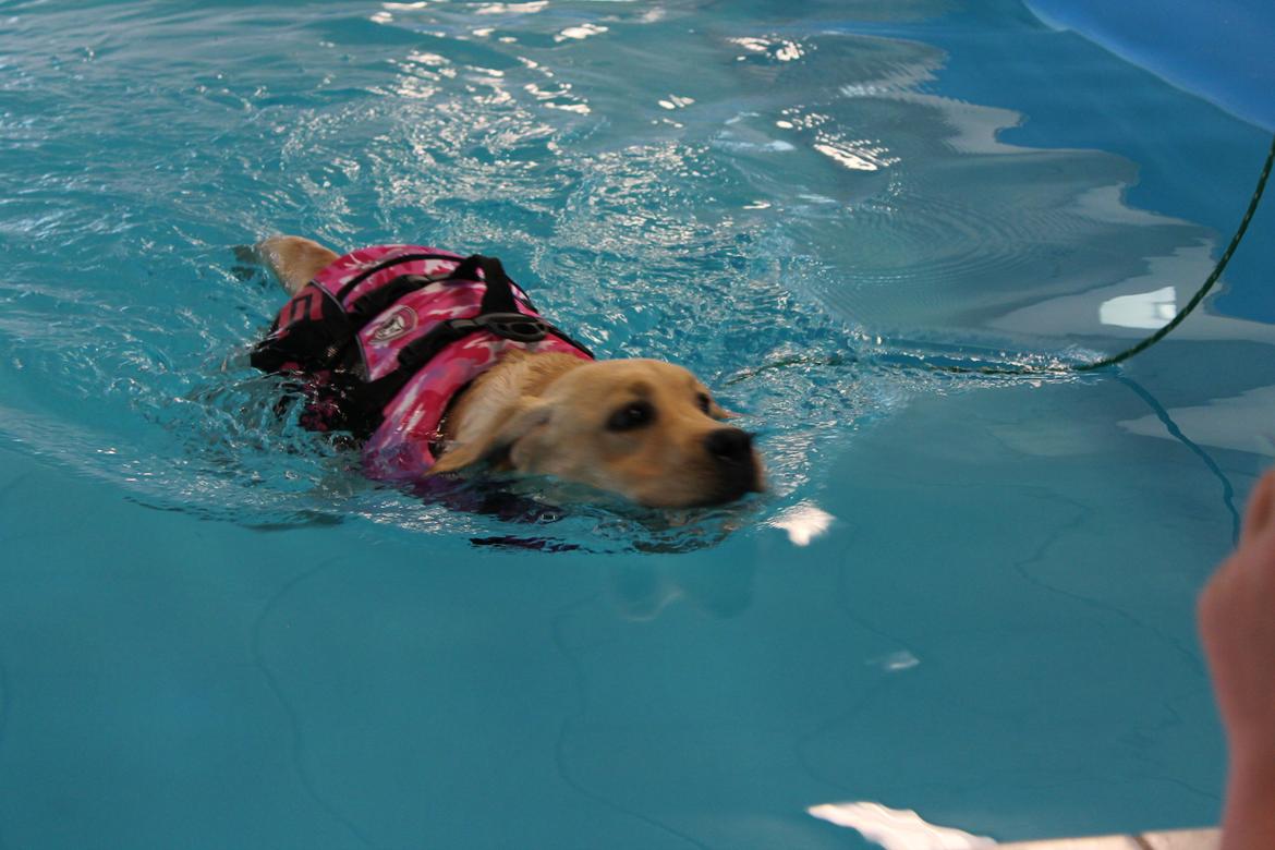 Labrador retriever Cocio - Halfdan's blue mama vodka billede 9