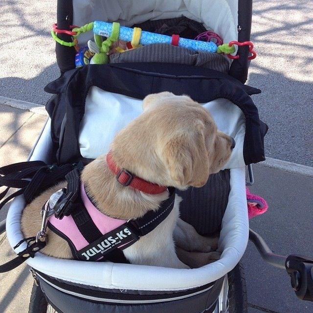 Labrador retriever Cocio - Halfdan's blue mama vodka billede 7