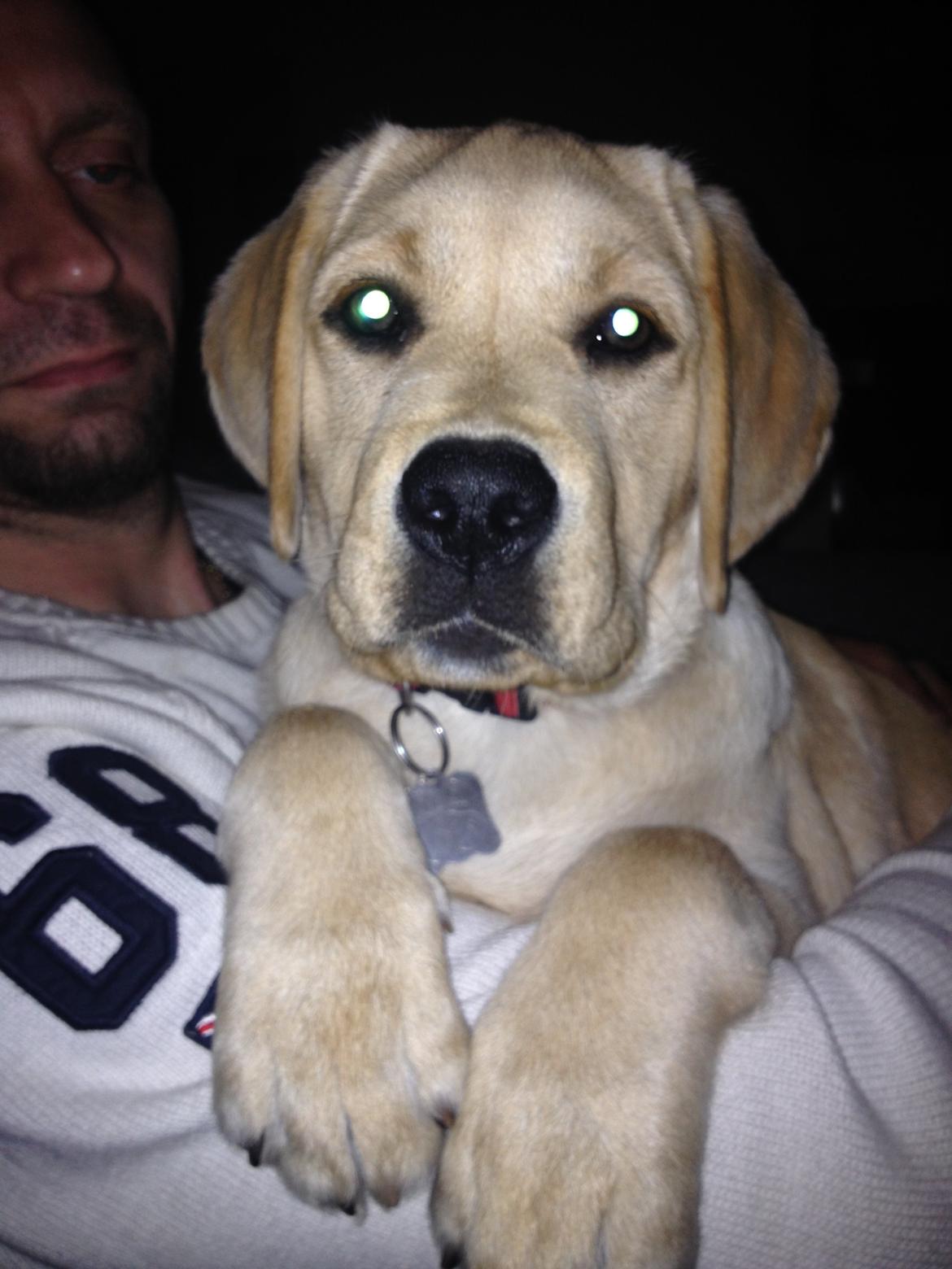 Labrador retriever Cocio - Halfdan's blue mama vodka billede 12