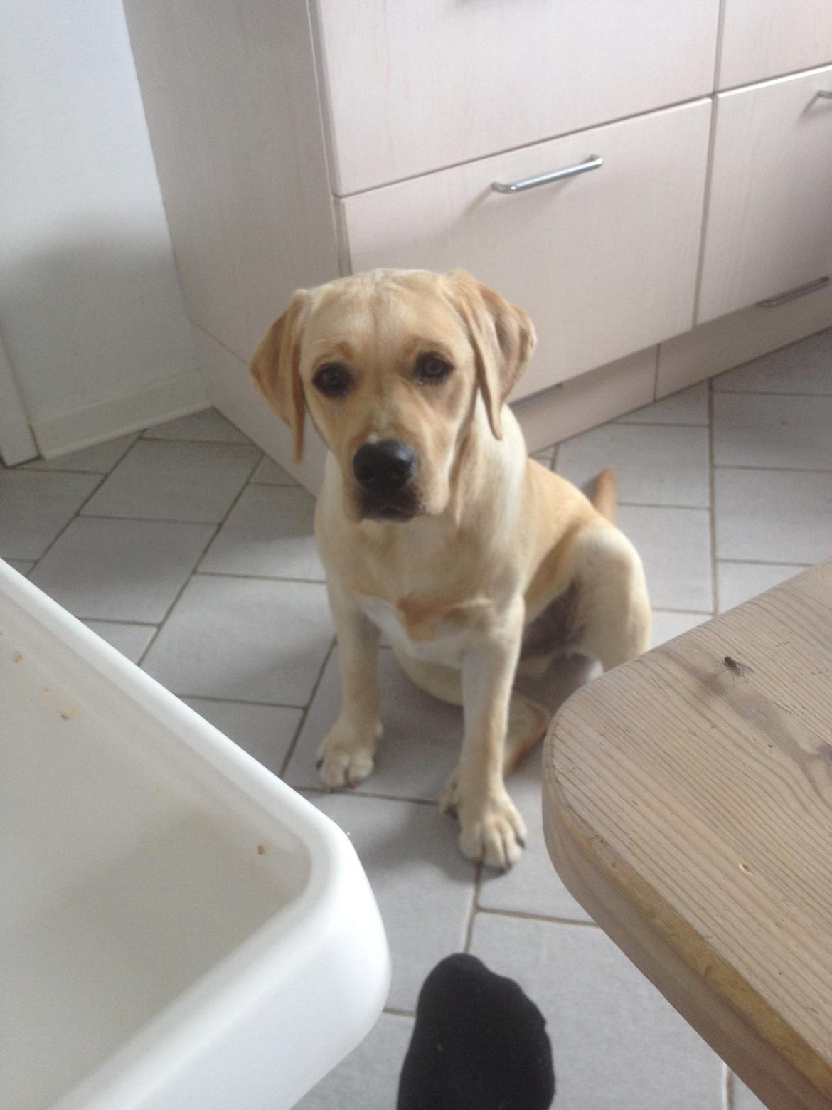 Labrador retriever Cocio - Halfdan's blue mama vodka billede 13