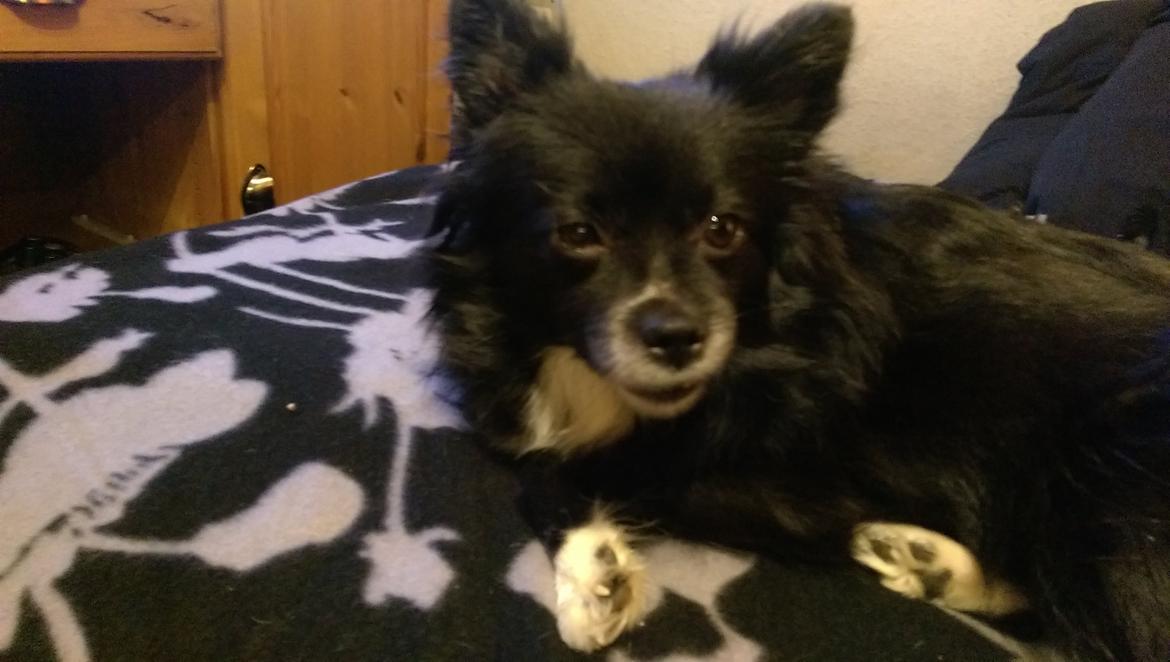 Blanding af racer Lille billede 11