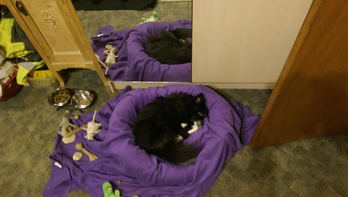 Blanding af racer Lille billede 12