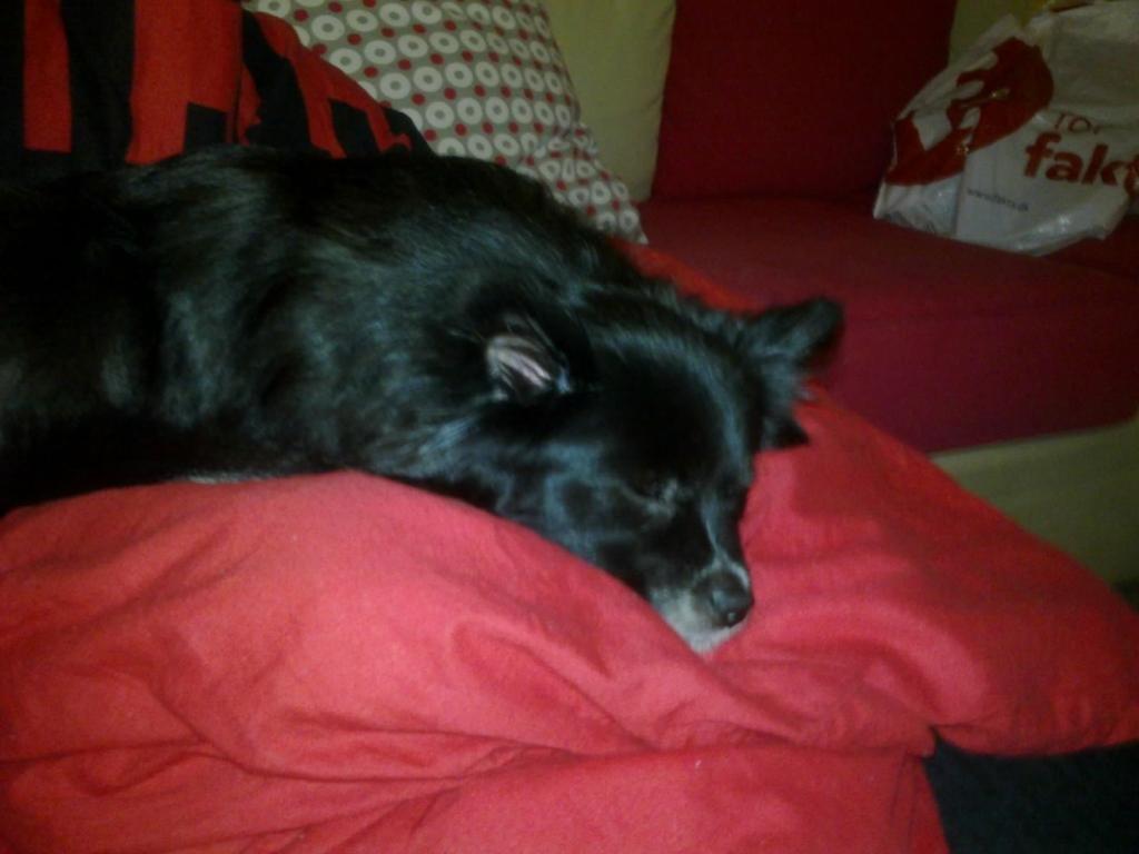 Blanding af racer Lille billede 16