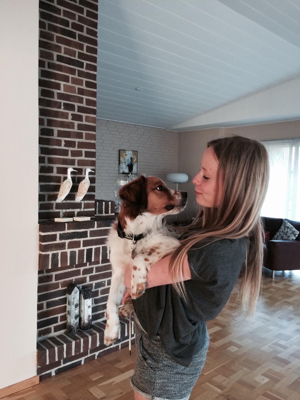 Kooikerhondje Barney billede 19