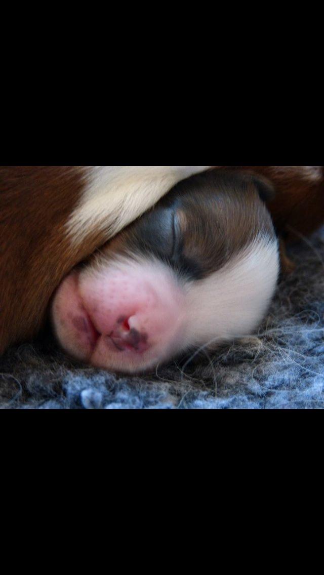 Kooikerhondje Barney billede 20