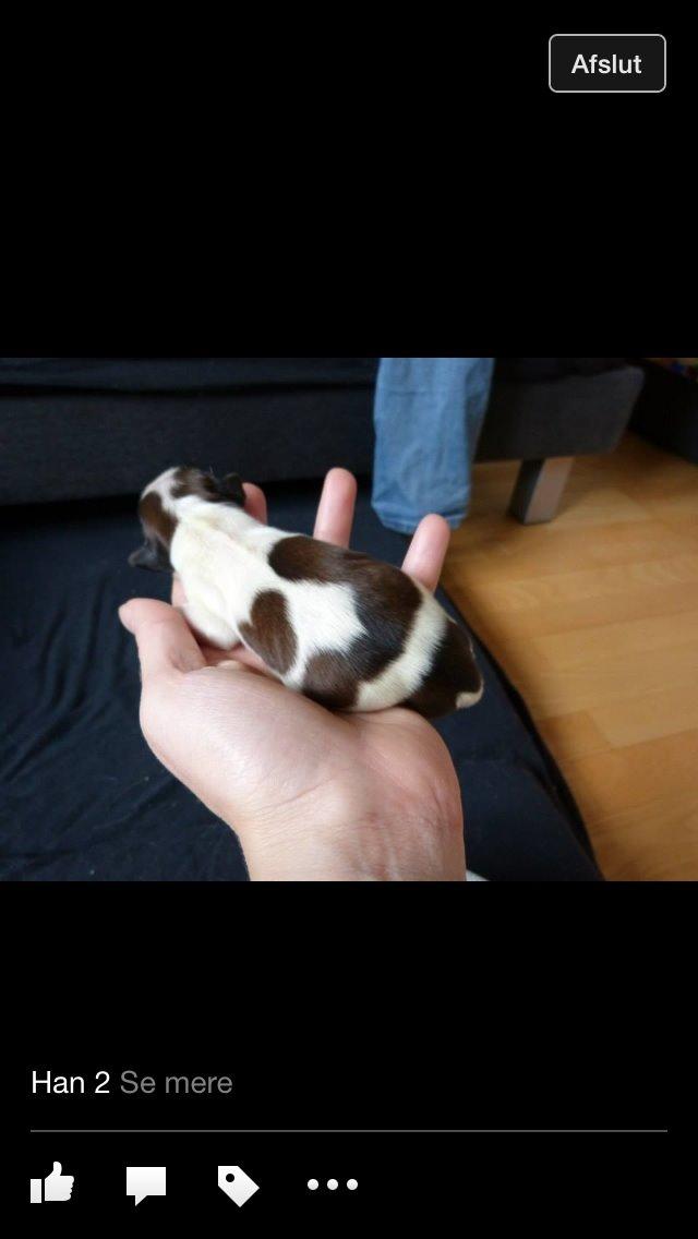 Kooikerhondje Barney billede 22