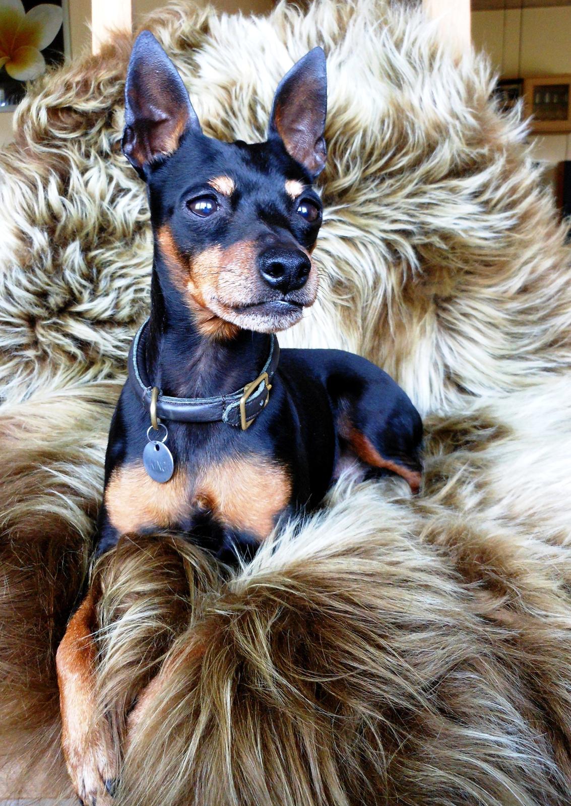 Dvaergpinscher King (2003 - 2016) billede 1