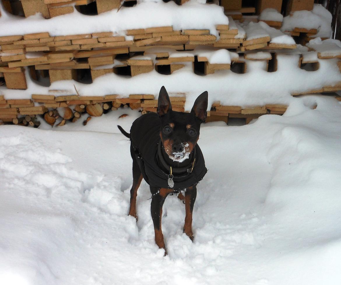 Dvaergpinscher King (2003 - 2016) billede 11