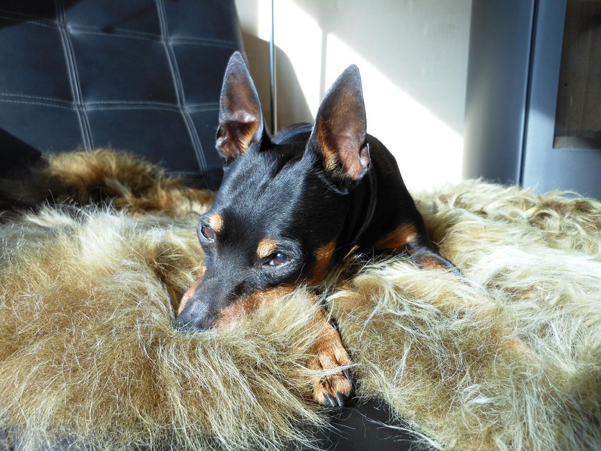 Dvaergpinscher King (2003 - 2016) billede 2