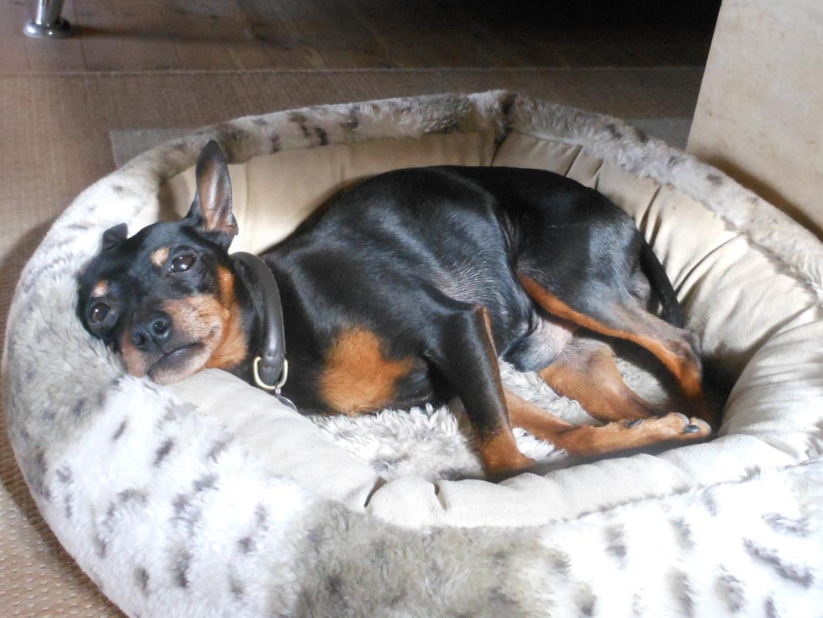 Dvaergpinscher King (2003 - 2016) billede 7