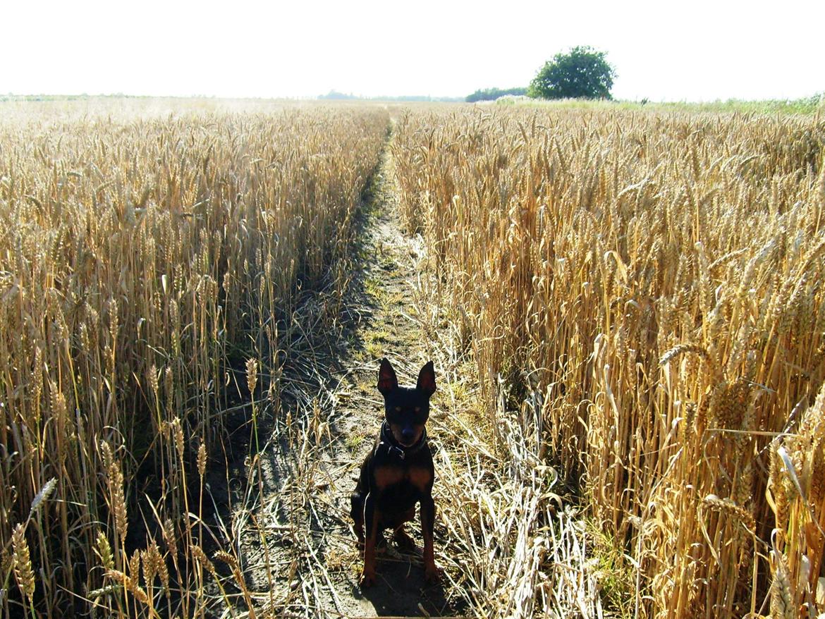Dvaergpinscher King (2003 - 2016) billede 12