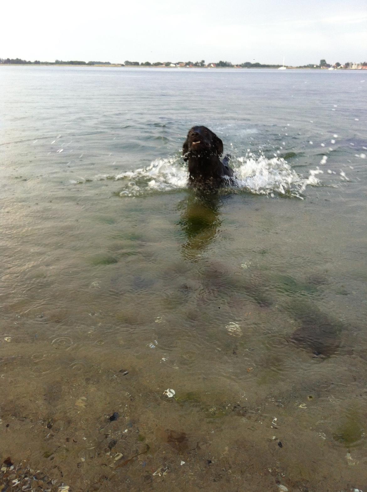 Blanding af racer Bine - Vandhund! :) billede 15