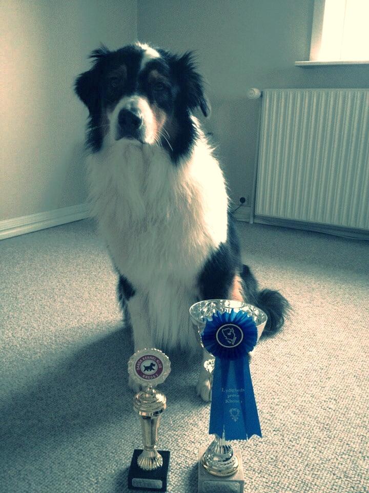 Australian shepherd Cash (Cassie) - Fynsmester i lydighed 2014 billede 2