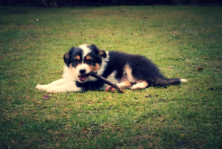 Australian shepherd Cash (Cassie) - Cash 56 Dage 2010<33 billede 15