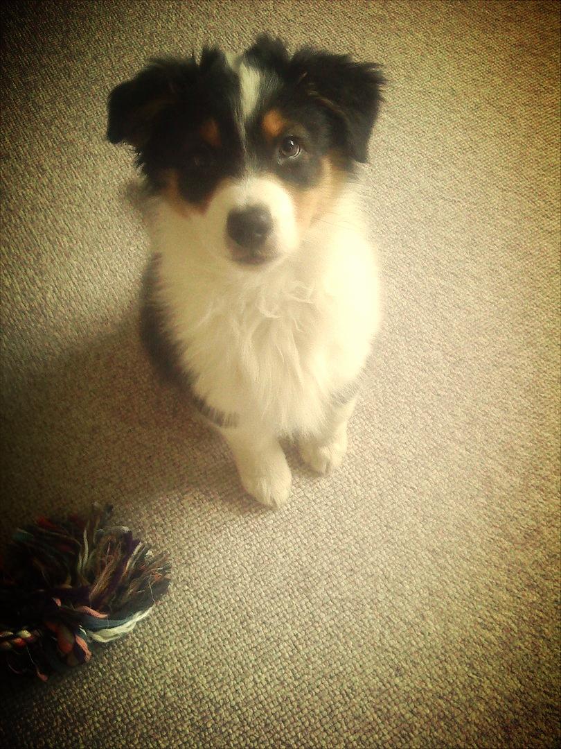 Australian shepherd Cash (Cassie) - Cash få Uger Gammel 2010 <33  billede 17