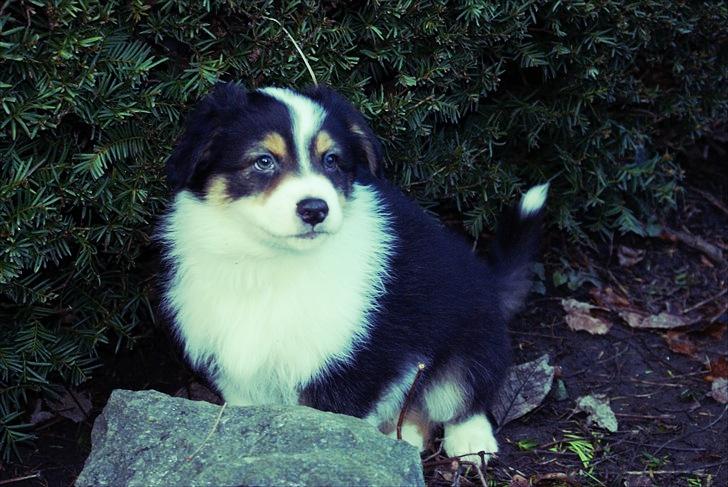 Australian shepherd Cash (Cassie) - Cash 56 Dage 2010<33 billede 14