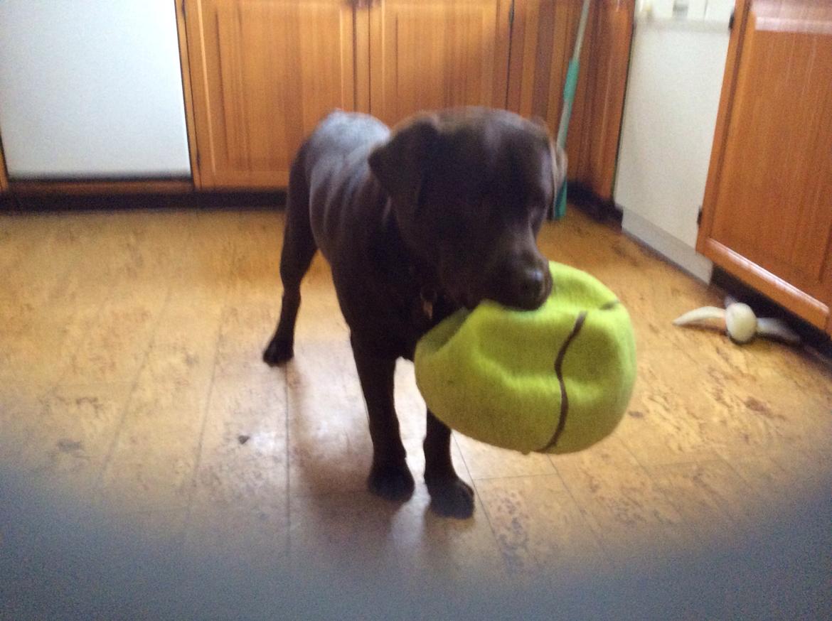 Labrador retriever Kimi billede 2