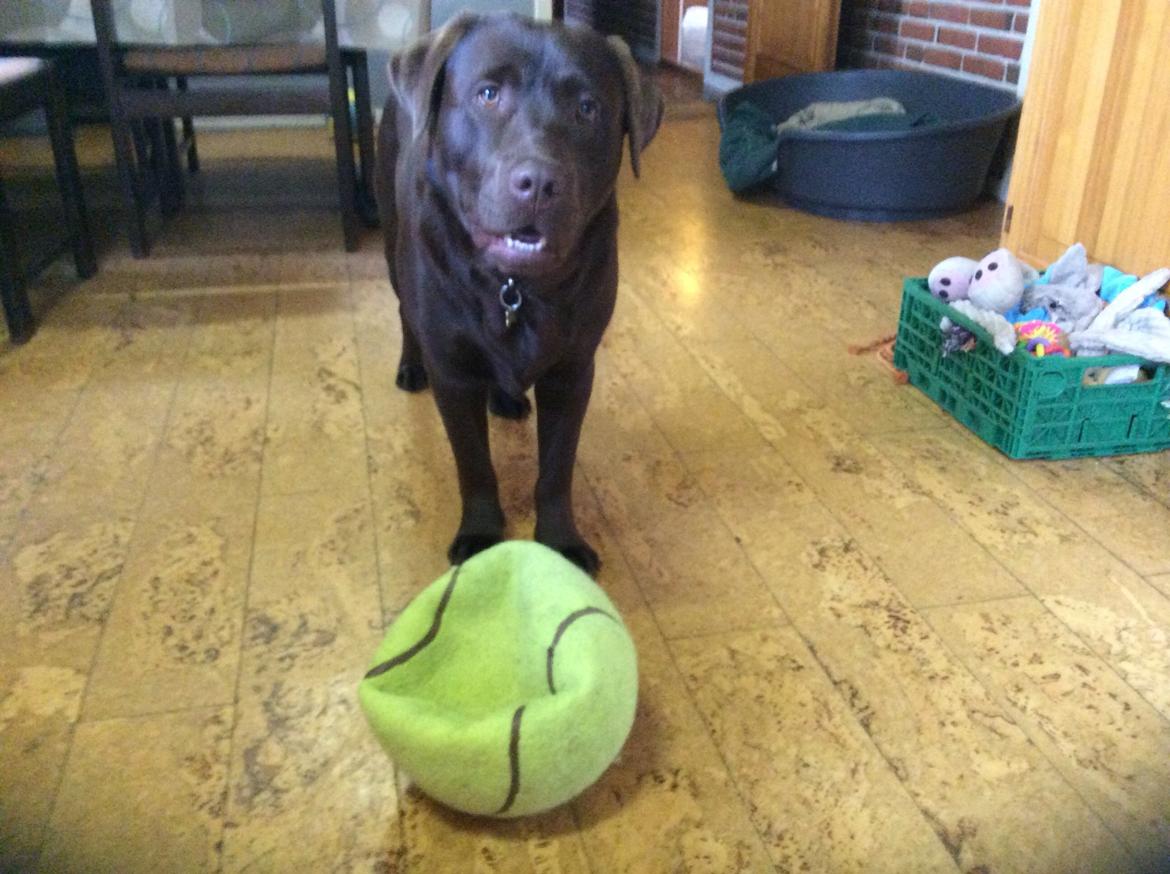 Labrador retriever Kimi billede 4