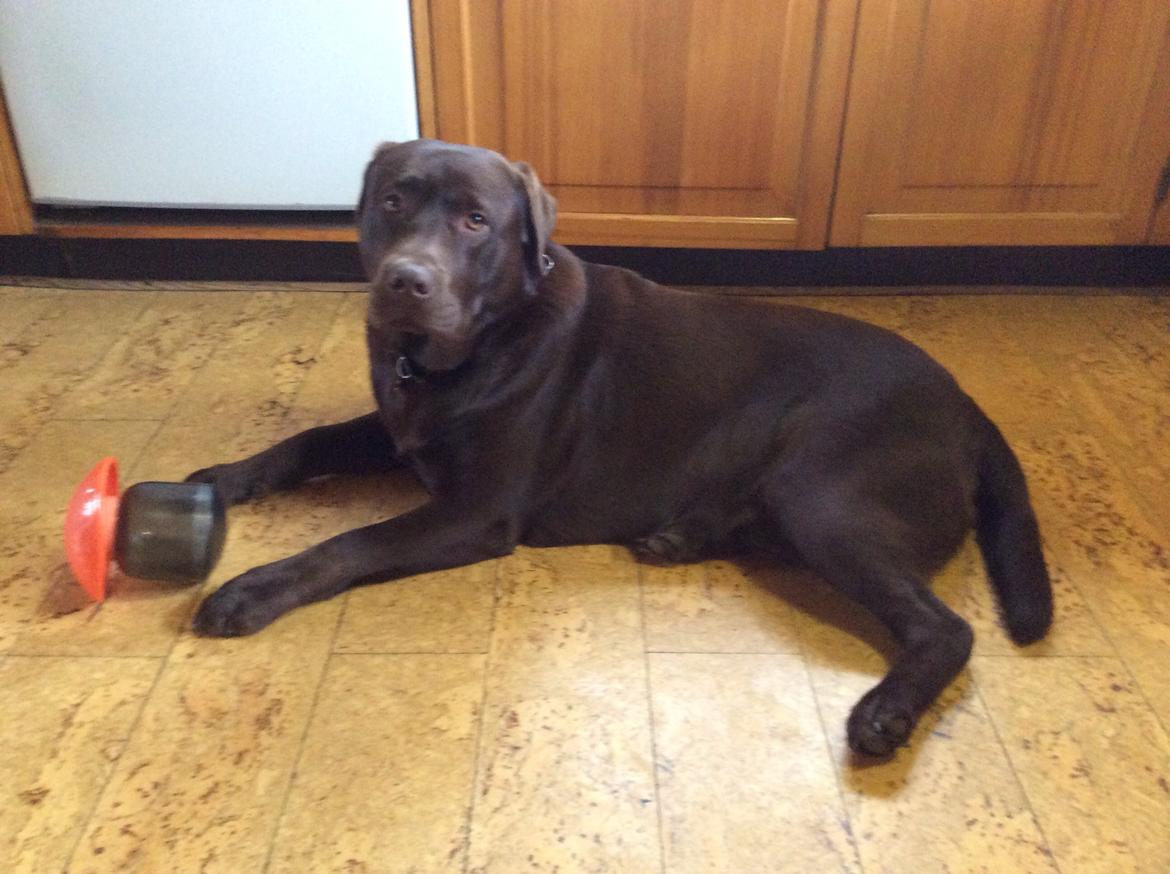 Labrador retriever Kimi billede 3