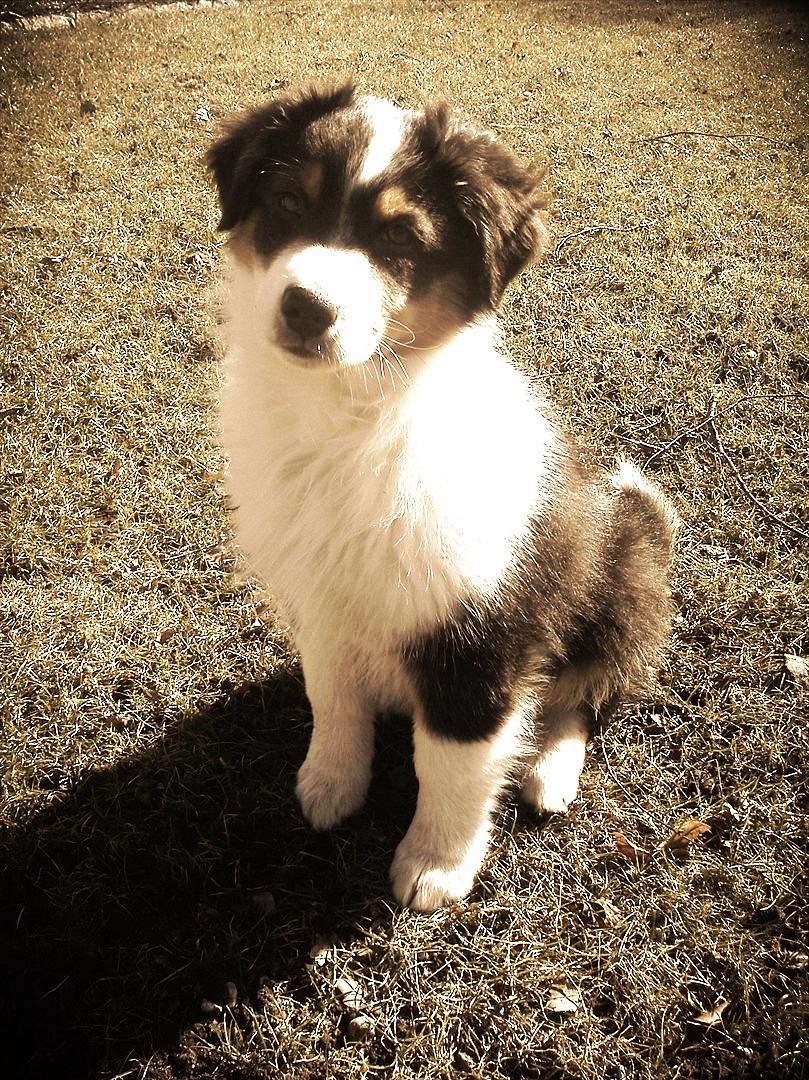 Australian shepherd Cash (Cassie) - Cash i Haven 2011 billede 12